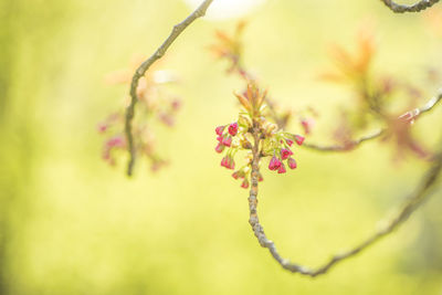 Close-up of flowering plant against blurred background