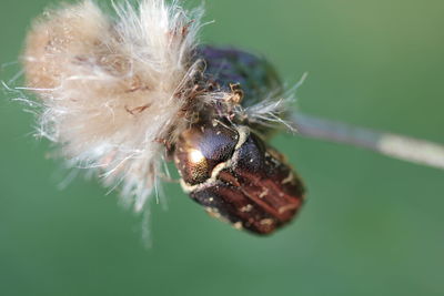 Close-up of bee on flower