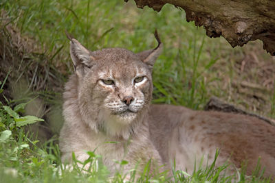 Lynx relaxing on field