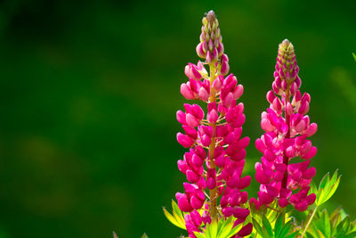 Close-up of pink flowers blooming outdoors