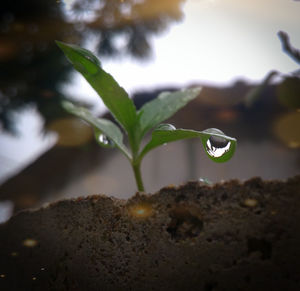 Close-up of dew on plant