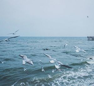 Seagull flying over sea