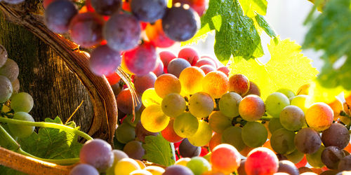 Close-up of grapes growing on tree