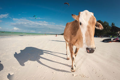 View of a horse on sand