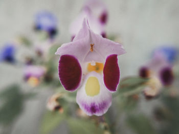 Close-up of purple orchid
