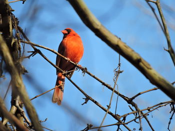 Low angle view of bird perching on branch