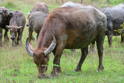 Horses grazing in a field