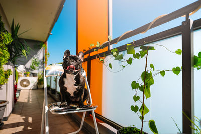 Portrait of a french bulldog dog sitting on a chair in the balcony in a summer day