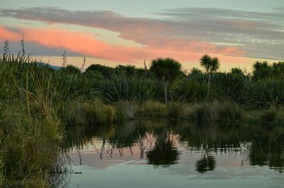 Reflection of trees in water at sunset