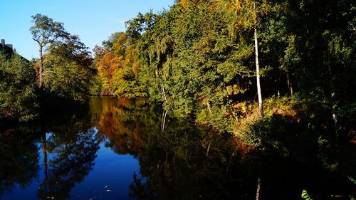 Reflection of trees and plants in calm lake