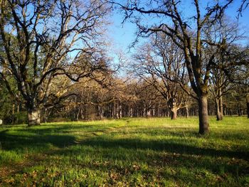 Trees on field against sky