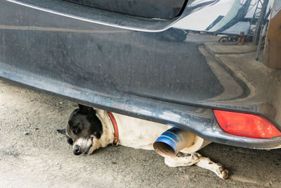 Dog lying down in car