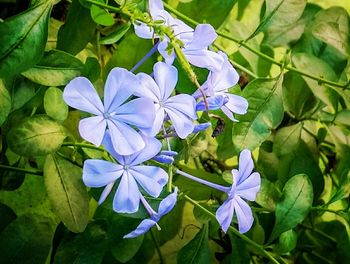 Close-up of flowers and leaves