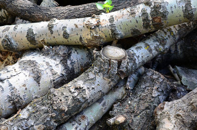 Full frame shot of logs in forest