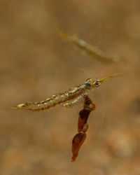 Close-up of insect