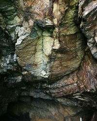 Full frame shot of tree trunk