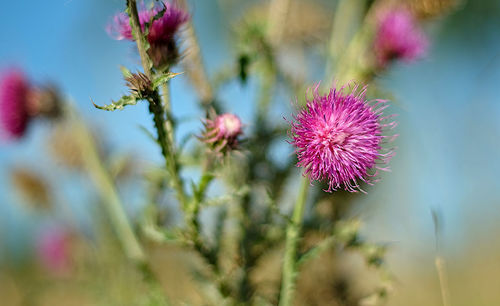 Close-up of pink thistle flowers on field