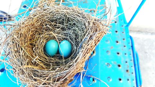 High angle view of bird in nest