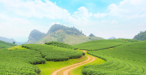 Scenic view of agricultural field against sky