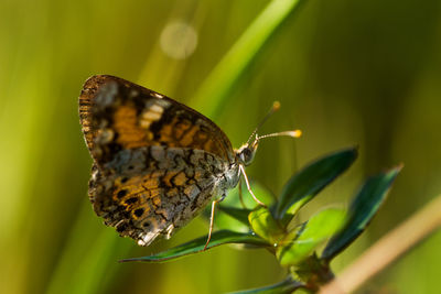 Close-up of butterfly pollinating flower