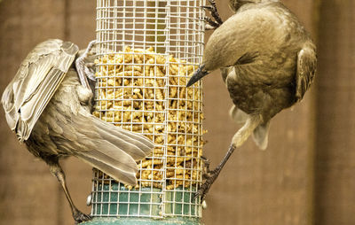 Close-up of bird in cage