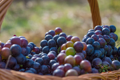 Close-up of grapes