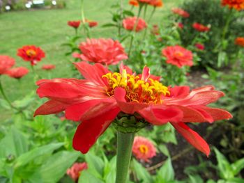 Close-up of red flowering plant