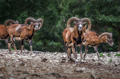 Herd of mouflon, tierpark ernstbrunn/austria