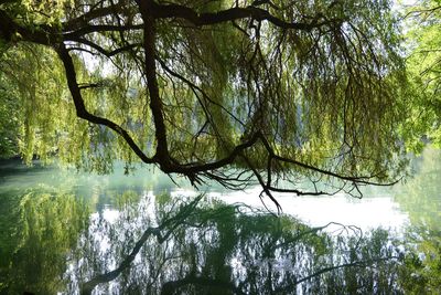 Scenic view of lake in forest