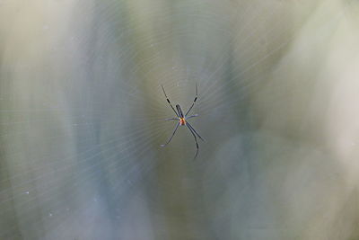 Close-up of spider on web