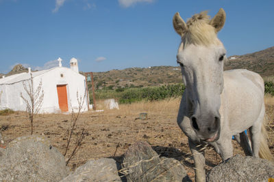 View of a horse on field