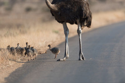 View of birds on road