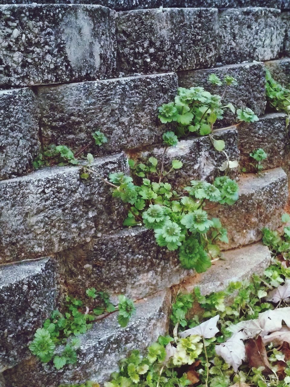 CLOSE-UP OF MOSS GROWING ON STONE