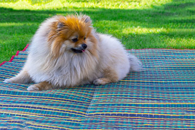 Portrait of puppy sitting on grass