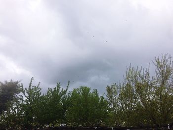 Low angle view of trees against sky