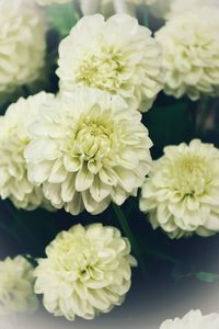 Close-up of white roses