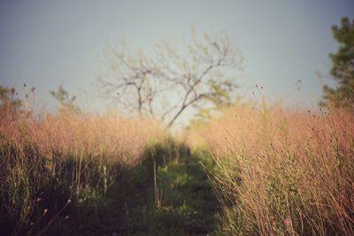 Scenic view of grassy field against sky