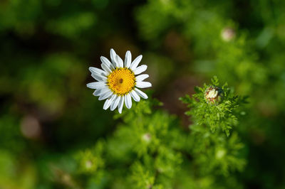 Close-up of white daisy flowers