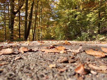 Trees in forest during autumn