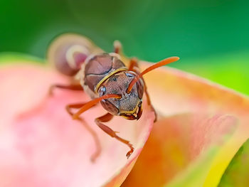 Close-up of insect on pink flower