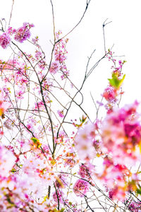 Low angle view of pink flowers blooming on tree
