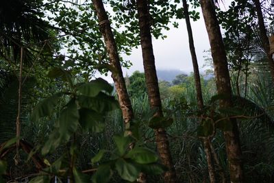 Trees growing in forest