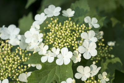 Close-up of white flowering plants