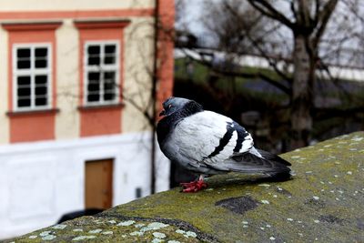 Close-up of bird perching on retaining wall