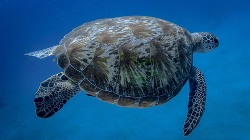 Swimming green sea turtle at pagkilatan