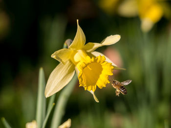 Close-up of yellow flower