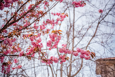 Beautiful japanese cherry or sakura blooming in spring