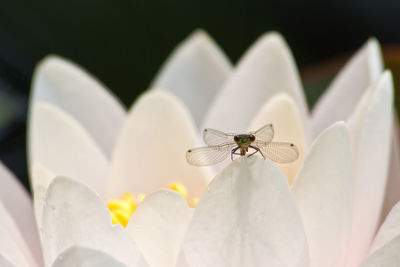 Close-up of insect on white flower