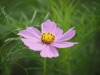 Close-up of fresh purple flower
