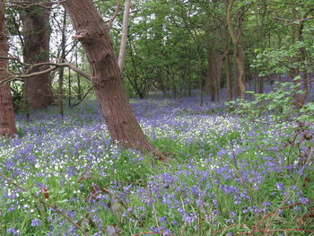 Flowers growing on tree in forest